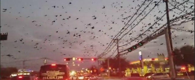 Copertina di Gli uccelli di Hitchcock? Sono realtà: automobilisti e abitanti a tu per tu con l’incredibile stormo