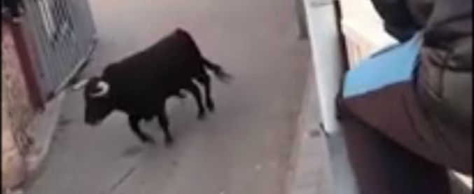 Copertina di Toro scatenato in Spagna: l’animale scappa da una corsa e semina il terrore nelle strade