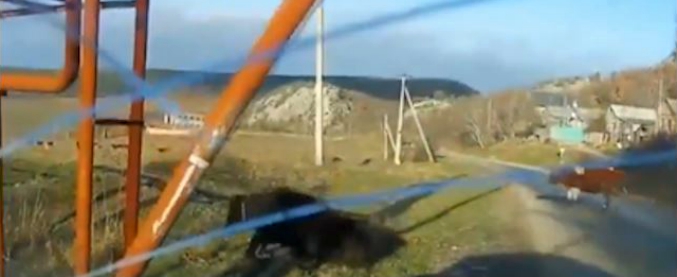 Copertina di Schivare la mucca? Impossibile. Compare come un fantasma in mezzo alla strada e il finale non è scontato