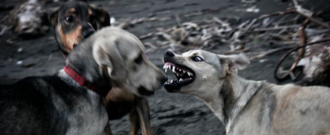 Combattimenti tra cani, perché sono una ‘turpe competizione’