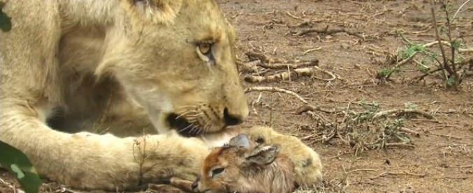 Copertina di La leonessa e il cucciolo di antilope: nascita di un amore? L’istinto materno di questo felino spiazza tutti
