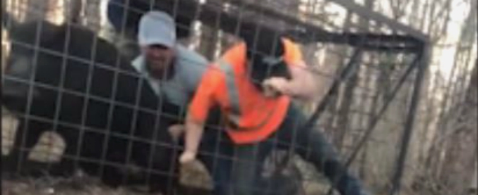 Copertina di Vaglielo a spiegare al maiale selvatico che questi due lo volevano solo liberare. E la gabbia diventa una trappola