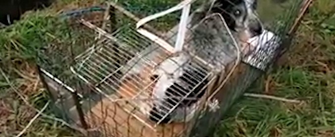 Copertina di La seconda vita del bastardino senza nome: salvato dai Vigili del fuoco da morte certa. L’emozione del recupero