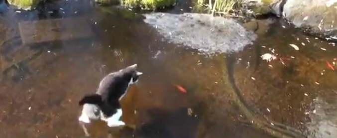 Copertina di Quando l’inverno gioca brutti scherzi: il gatto punta il pesce rosso nel laghetto e il risultato è esilarante