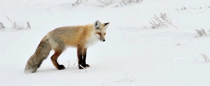 Copertina di Yellowstone, la caccia della volpe è in mezzo alla neve. E il tuffo sembra la scena di un cartone animato