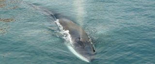 Copertina di Norvegia, il governo aumenta il numero di balene da cacciare: nel 2018 se ne potranno uccidere 2178