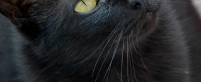 Uccide il gatto in lavatrice e ne gioisce: petizione di oltre 300mila firme per punirla