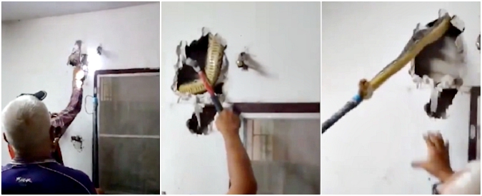 Copertina di Rumori sospetti dalle pareti di casa. L’ospite indesiderato è lungo 4,5 metri, ed estrarlo dal muro è un’impresa