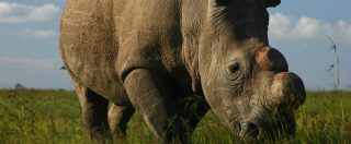 Il rinoceronte Sudan è l’ennesima vittima innocente dei crimini di natura