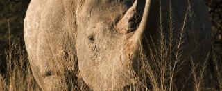 Kenya, è morto l’ultimo rinoceronte bianco settentrionale maschio. Restano in vita solo due femmine della specie