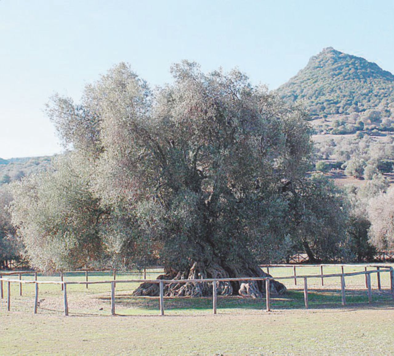 “Per il governo i boschi sono un’industria”
