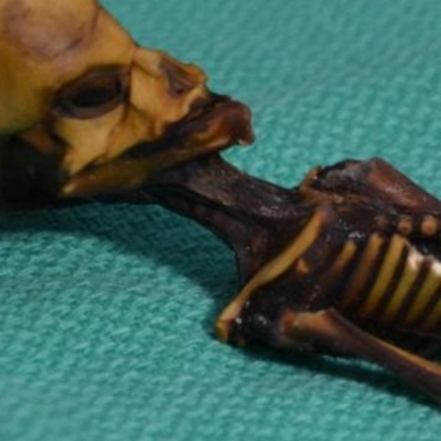Svelato il mistero del mini scheletro di Atacama: è un feto umano (non un alieno)