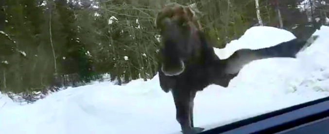 Copertina di A far del bene alle alci si ricevono calci. Il cucciolo sfonda il parabrezza del suo benefattore, che risate