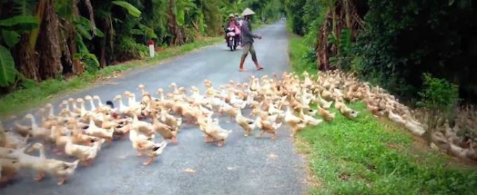 Copertina di Quando hai fretta e un fiume di papere attraversa la strada. Tanto vale provare a contarle, ci riuscite?