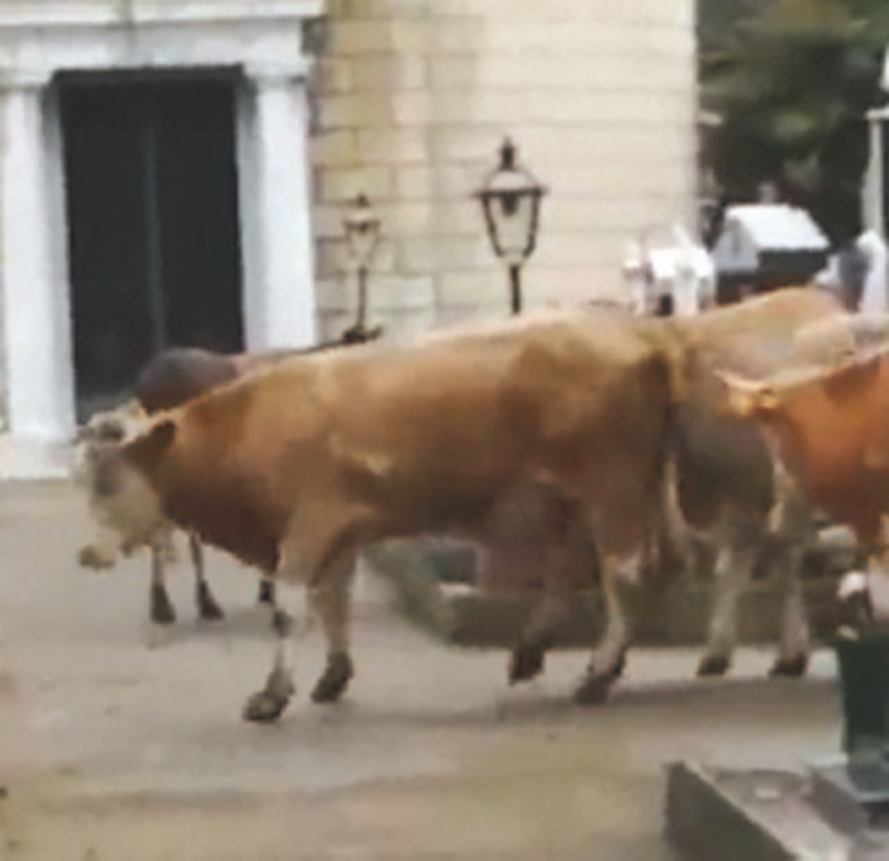 Catturate le “vacche sacre” delle ’ndrine sull’Aspromonte