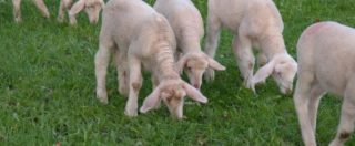 Copertina di Pasqua 2018, cala la macellazione degli agnelli. E a Napoli l’assessore che vieta le teste d’animale in vetrina viene bloccata dal Tar