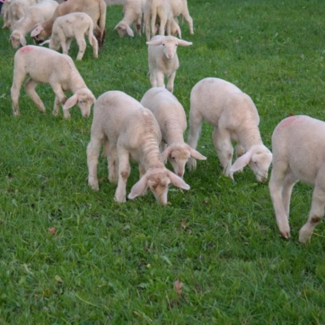 Pasqua 2018, cala la macellazione degli agnelli. E a Napoli l’assessore che vieta le teste d’animale in vetrina viene bloccata dal Tar