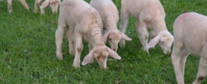 Pasqua 2018, cala la macellazione degli agnelli. E a Napoli l’assessore che vieta le teste d’animale in vetrina viene bloccata dal Tar