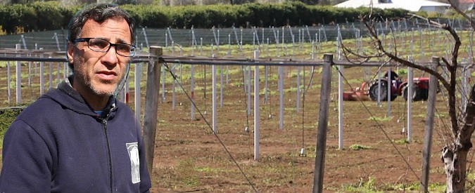 Copertina di Gioia Tauro, estirpate 200 piante nei terreni della coop antimafia: “Quarta intimidazione, ma non ci fermiamo. Gli sconfitti sono loro”