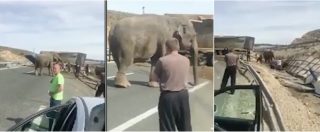 Copertina di Il camion del circo esce di strada, muore un elefante e due rimangono feriti: autostrada bloccata