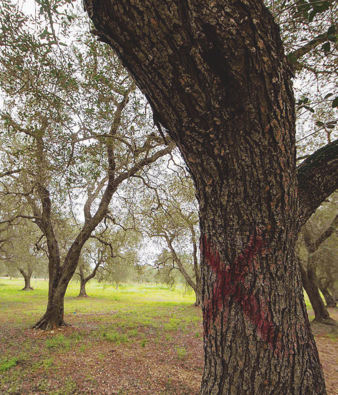 Copertina di Xylella, l’epidemia fasulla smentita dalla Regione