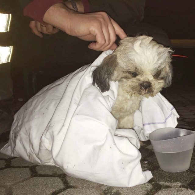Crollo Rescaldina, dopo una settimana sotto le macerie salvato il cane “Ciclamino”