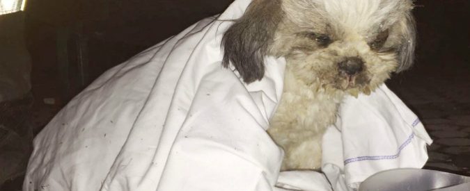 Crollo Rescaldina, dopo una settimana sotto le macerie salvato il cane “Ciclamino”