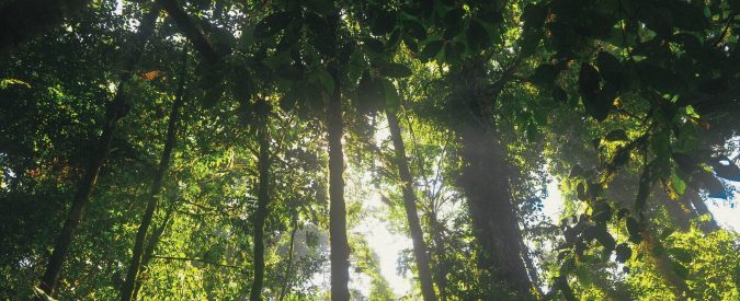 Foreste e biomasse, gli alberi andrebbero piantati non certo sradicati
