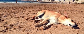 Marocco, massacro di cani randagi per la visita degli ispettori Fifa in vista dei Mondiali 2026. “Uccisi a fucilate di notte”