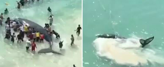 Copertina di Come ti salvo il cucciolo di megattera. La spiaggia si mobilita e la ‘piccolina’ riprende il largo tra gli applausi