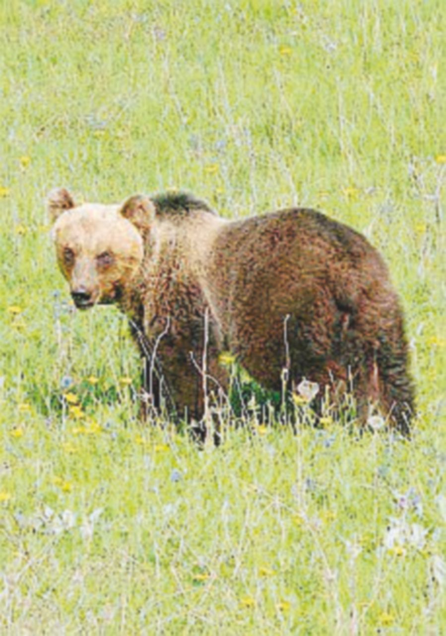 Copertina di Orso muore durante la cattura nel Parco. Il Wwf accusa