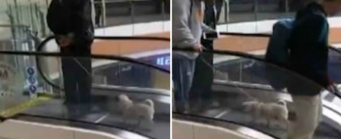 Copertina di Troppo vecchi o troppo pigri per portare a spasso il cane? La soluzione geniale di un anziano signore cinese