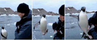 Copertina di Artico, il violento attacco… di un pinguino. Adesso la troupe della BBC ha delle immagini per il documentario