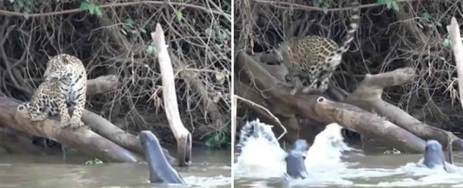 Copertina di La rivincita dei più deboli: ecco come questi cuccioli di lontra riescono a salvarsi dal giaguaro. Il predatore costretto a fuggire