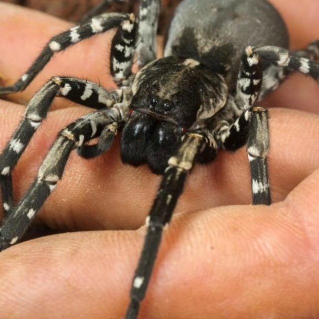 Australia, muore punto da una vespa il ragno più vecchio del mondo: aveva 43 anni