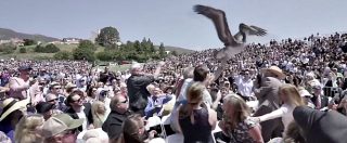 Copertina di Spavento e risate, blitz di pellicani alla laurea durante la cerimonia dell’università di Pepperdine