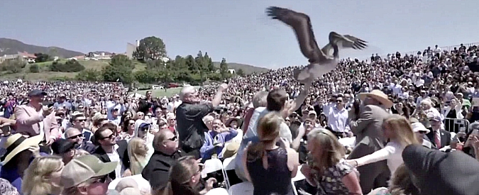 Copertina di Spavento e risate, blitz di pellicani alla laurea durante la cerimonia dell’università di Pepperdine