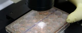 Copertina di Embrione totalmente artificiale, aperta la strada verso i primi esseri viventi da laboratorio
