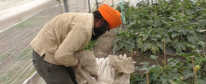 Copertina di I lavoratori sikh nell’Agro Pontino incastrati tra caporalato e agromafie: “Chi tocca il sistema è a rischio”