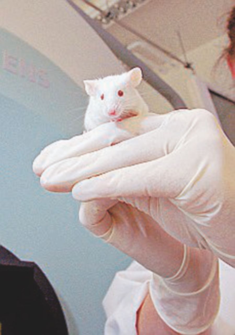 Copertina di L’Europarlamento: “Stop test su animali per i cosmetici”