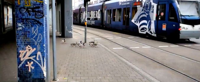 Copertina di La Germania è un paese civile, tanto che addirittura gli animali rispettano le regole. Ecco come si comportano le anatre