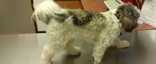 Copertina di La strana reazione di questo cane all’ambulatorio del veterinario. Il proprietario non trattiene le risate e gira un video