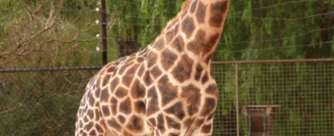 Ucciso sul set dal collo di una giraffa: morto il 47enne regista Carlos Carvalho