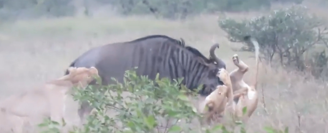 Copertina di La lotta all’ultimo sangue tra i leoni e il bufalo: il finale che nessuno si aspetterebbe lascia a bocca aperta