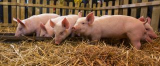 Allevamenti lager con Fq MillenniuM, a che prezzo troviamo uova e prosciutto al supermercato