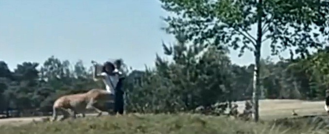 Copertina di Follia al safari: famiglia di turisti esce dall’auto e viene inseguita da un gruppo di ghepardi