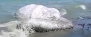 Copertina di La creatura marina si arena sulla spiaggia, è lunga 6 metri e pelosa: mistero sulla sua reale natura