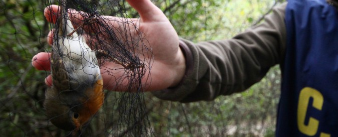 Copertina di Bracconaggio, anche in Italia un business fiorente tra impunità e nuovi mercati: da Nord a Sud, 4 le aree critiche