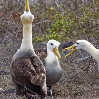 Giochi tra albatros