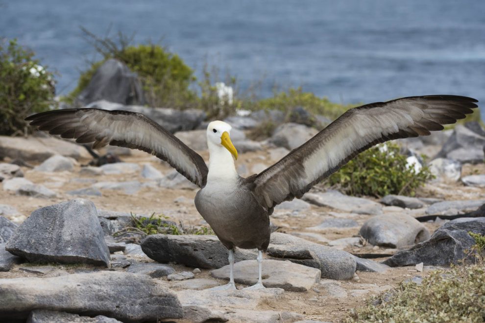 Albatross, (Diomedea irrorata).